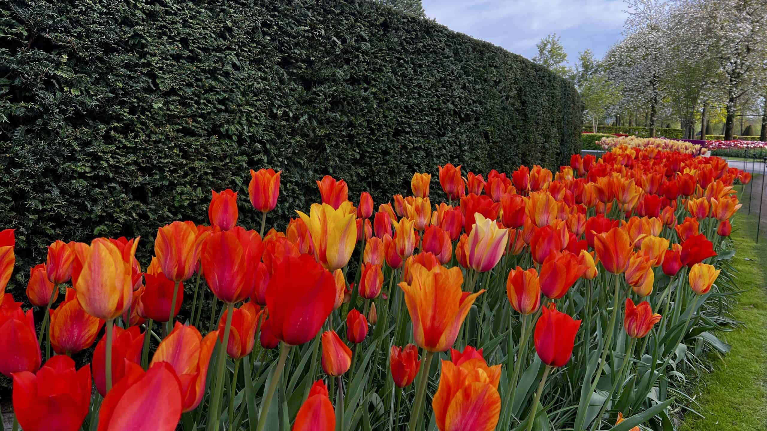 Beautiful red tulips at Kukenhof